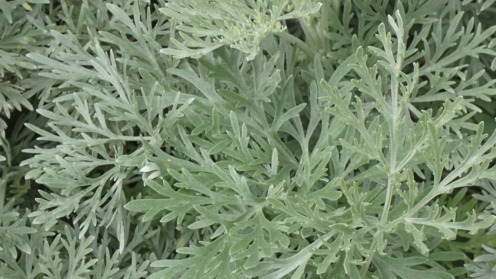 Artemisia absinthium × arborescens.