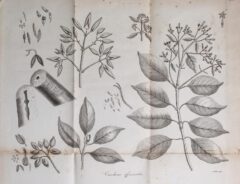 Cinchona officinalis - Anonymus: A description of the genus Cinchona. 1797, Seite 15.