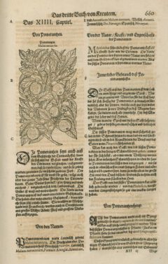 Jacobus Theodorus Tabernaemontanus: Neuw vnd volkommenlich Kreuterbuch. 1591, Seite 660.