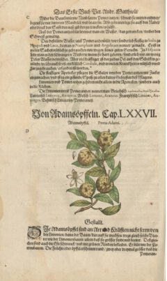 Pietro Andrea Mattiolo Kreutterbuch. 1590, Seite 80v.
