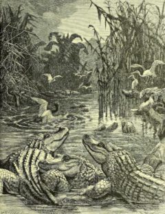 W. G. Wood: The illustrated natural history. 1871, Seite 27 Krokodile.