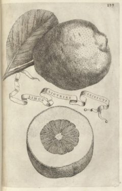 Giovanni Baptista Ferrari: Hesperides.1646, Seite 199.