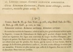 J.-A. Risso: Essai dur l’histoire naturelle des orangers ... dans le departement des Alpes Maritimes. 1813, Seite 39-40.