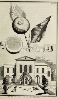 Johann Christoph Volkamer: Continvation der Nürnbergische Hesperides. 1714, Seite 165.