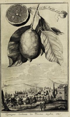 Johann Christoph Volkamer: Continvation der Nürnbergische Hesperides. 1714, Seite 69.