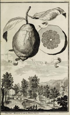 Johann Christoph Volkamer: Continvation der Nürnbergische Hesperides. 1714, Seite 71.