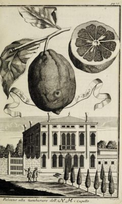 Johann Christoph Volkamer: Continvation der Nürnbergische Hesperides. 1714, Seite 79.