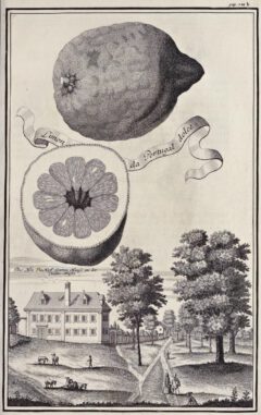 Johann Christoph Volkamer: Nürnbergische Hesperides-1708, Seite 132b.