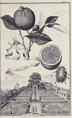 Johann Christoph Volkamer: Nürnbergische Hesperides-1708, Seite 166.